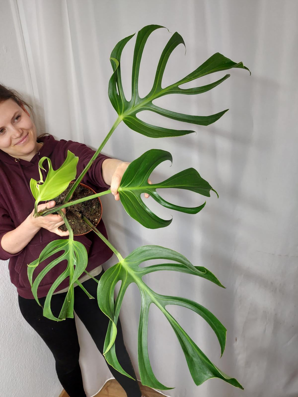 Monstera Burle Marx Flame Adult