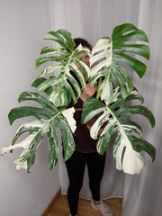 Monstera Variegata Adult