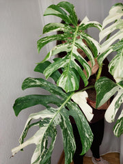 Monstera Variegata Adult