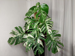 Monstera Variegata buschig