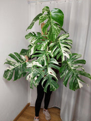 Monstera Variegata buschig