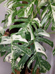 Monstera Variegata buschig