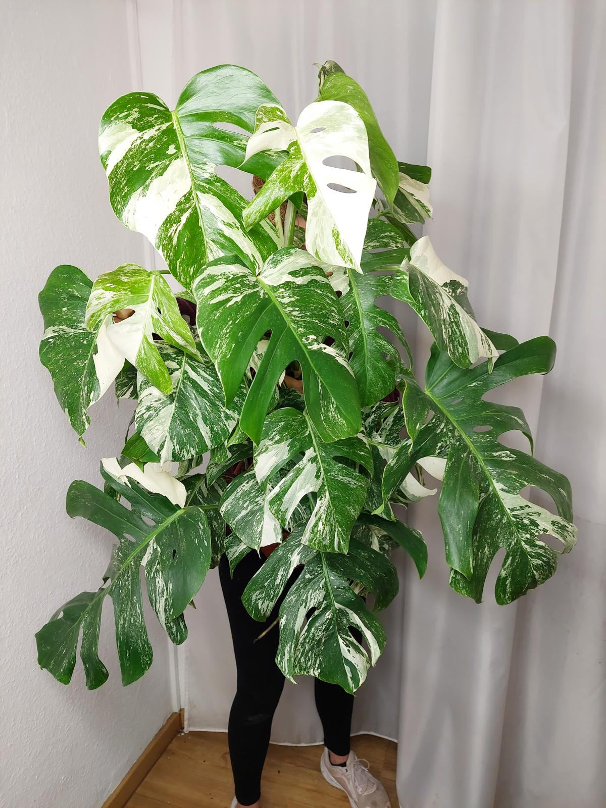 Monstera Variegata buschig