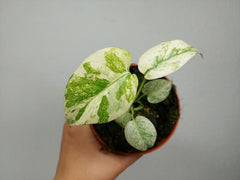 Monstera Mint Mutation