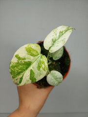 Monstera Mint Mutation