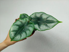 Alocasia Reversa