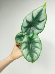 Alocasia Reversa