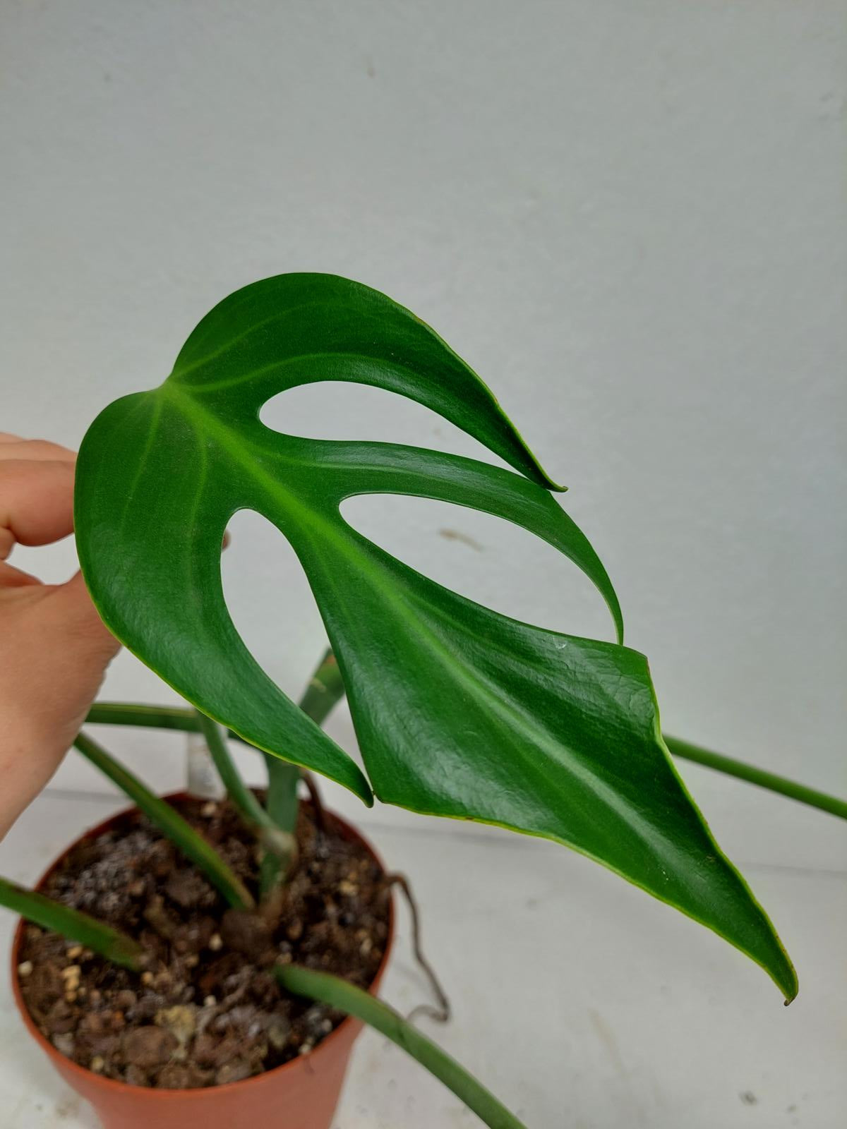 Monstera Burle Marx Flame Stecklinge