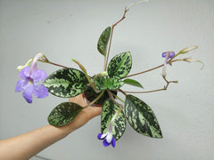 Michaelmoelleria Vietnamensis