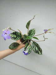 Michaelmoelleria Vietnamensis