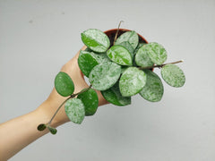 Hoya Mathilde Splash