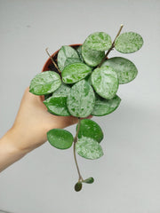 Hoya Mathilde Splash