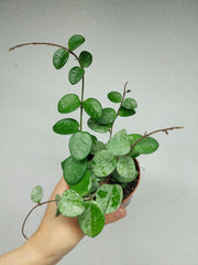 Hoya Mathilde Splash