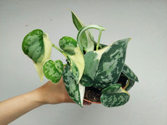 Scindapsus Mayari Variegata