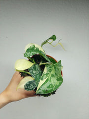 Scindapsus Mayari Variegata