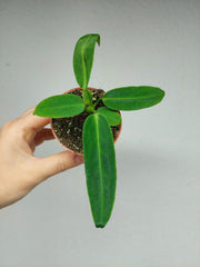 Anthurium Warocqueanum Baby
