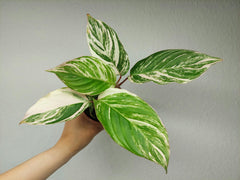 Calathea Glaza