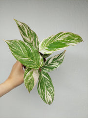 Calathea Glaza