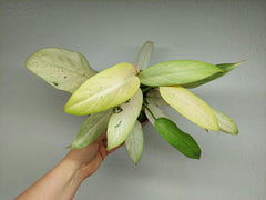 Philodendron Whipple Way