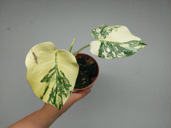 Monstera Thai Creme Brulee