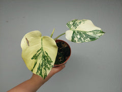 Monstera Thai Creme Brulee