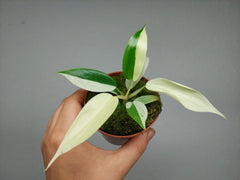 Philodendron Florida Ghost Mutation