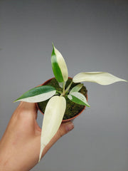 Philodendron Florida Ghost Mutation