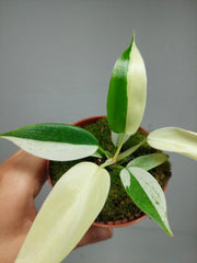 Philodendron Florida Ghost Mutation
