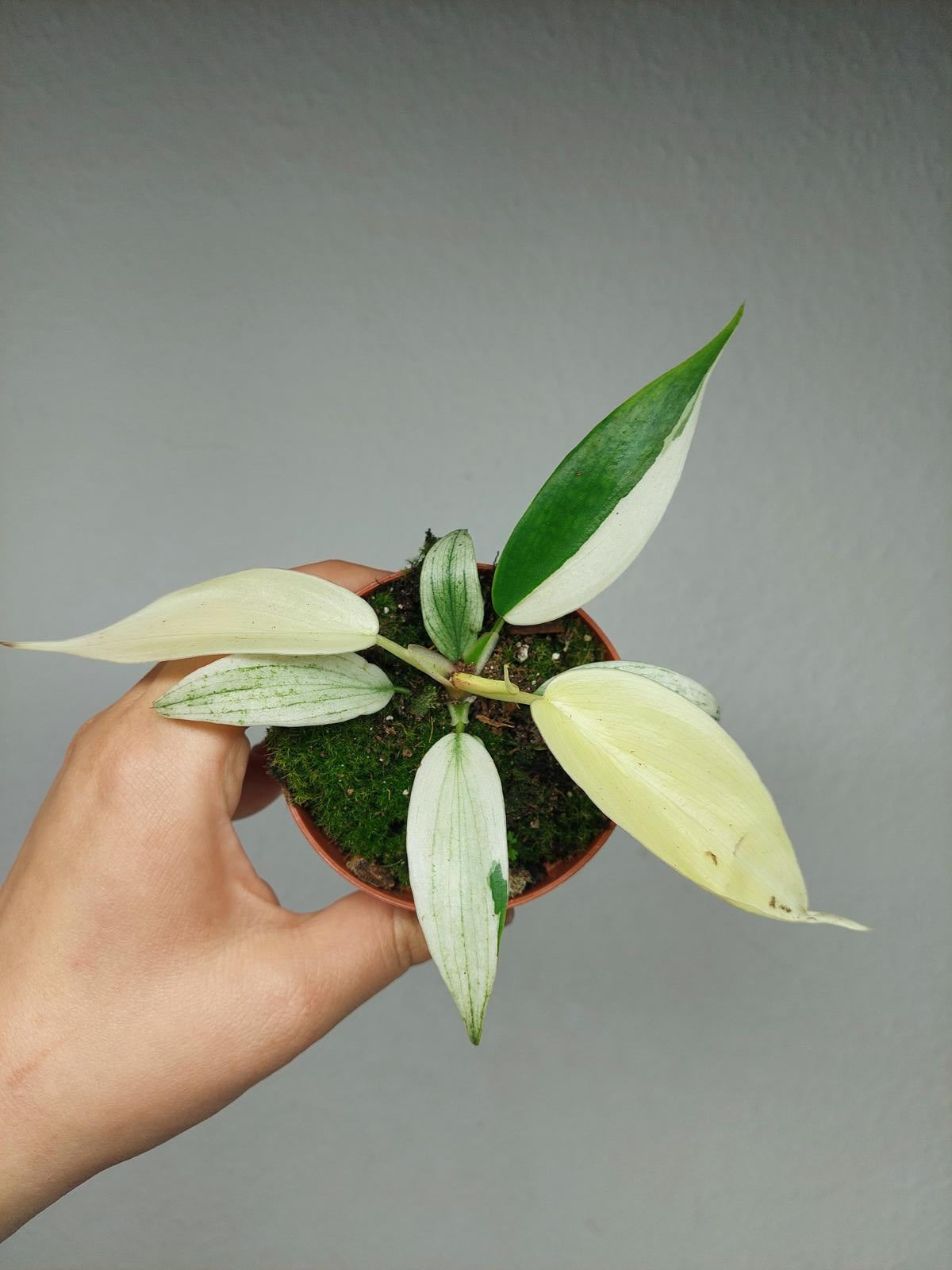 Philodendron Florida Ghost Mutation