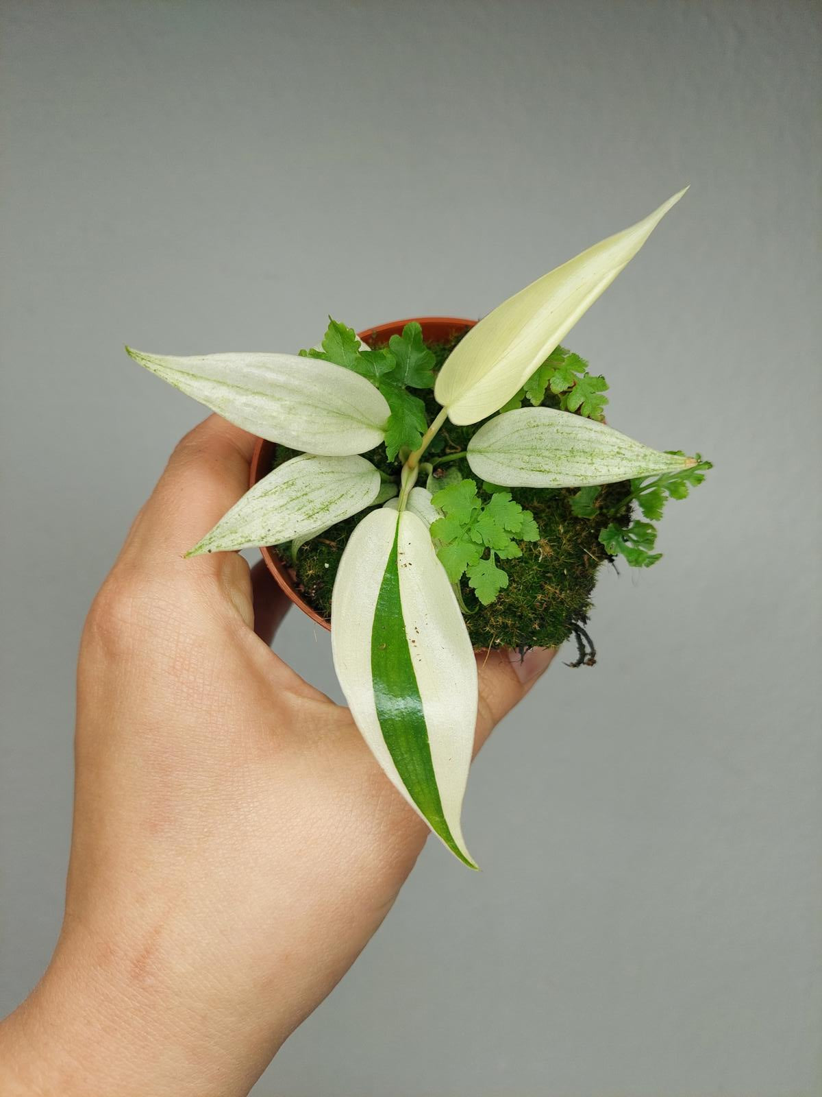 Philodendron Florida Ghost Mutation