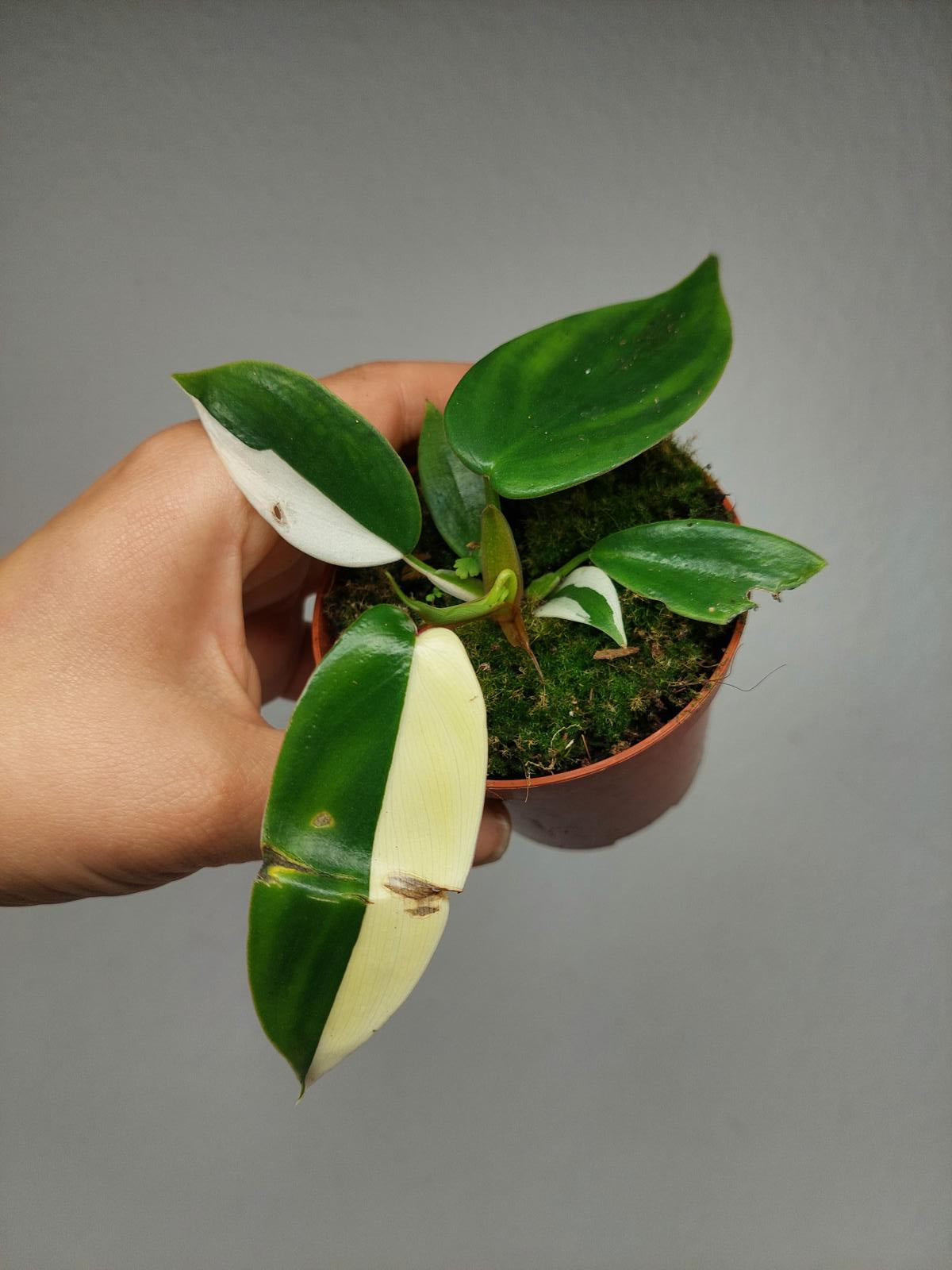 Philodendron Florida Ghost Mutation