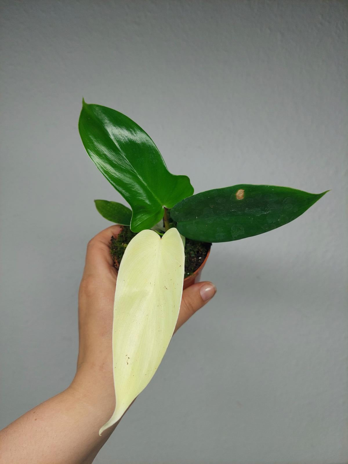Philodendron Florida Ghost Mutation