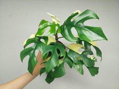 Monstera Minima (Raphidophora Tetrasperma) Variegata