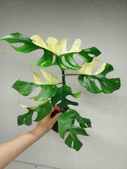Monstera Minima (Raphidophora Tetrasperma) Variegata
