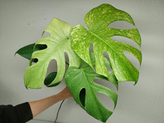 Monstera Mint