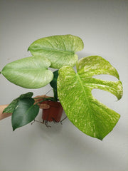 Monstera Mint