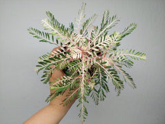 Phyllanthus Urinaria Variegata
