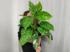 Monstera Lechleriana Variegata