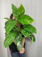 Monstera Lechleriana Variegata