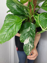 Monstera Lechleriana Variegata