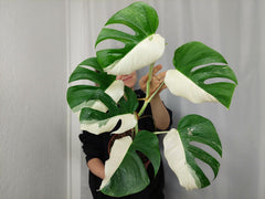 Monstera Variegata Halfmoon