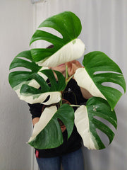 Monstera Variegata Halfmoon