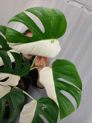Monstera Variegata Halfmoon