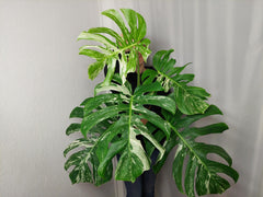 Monstera Variegata Adult