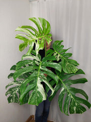 Monstera Variegata Adult
