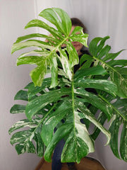 Monstera Variegata Adult