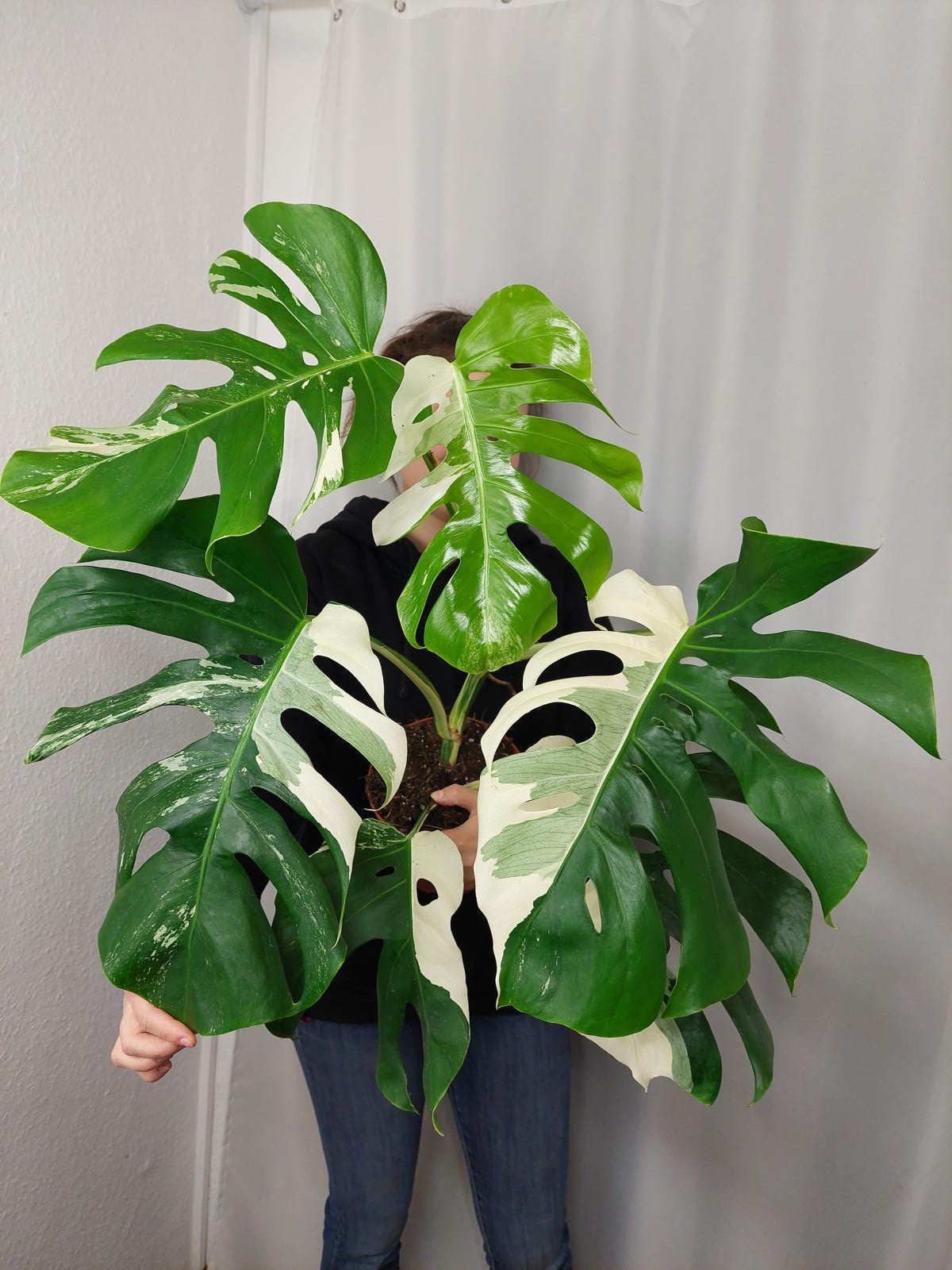 Monstera Variegata Adult