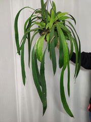Anthurium Vittarifolium Aurea Variegata groß