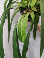 Anthurium Vittarifolium Aurea Variegata groß