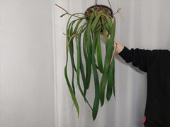 Anthurium Vittarifolium groß